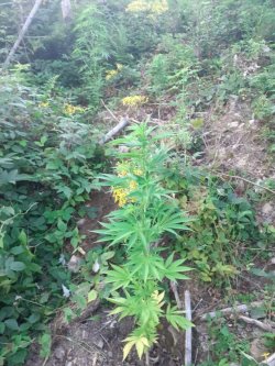 Krzew marihuany rosnący w lesie