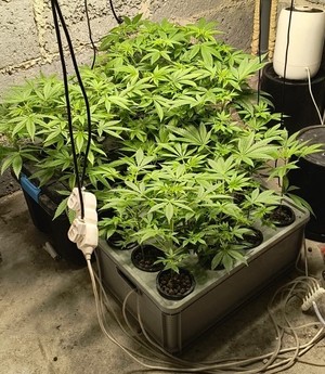 Rosliny w doniczkach